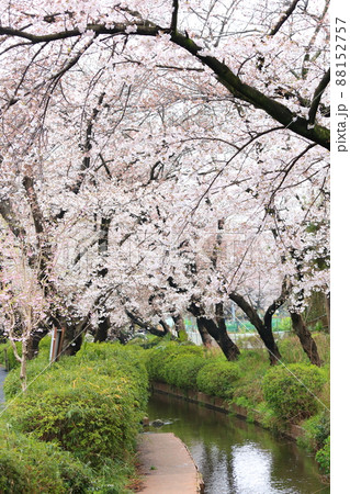 二ヶ領用水宿河原堤桜並木 88152757
