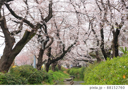 二ヶ領用水宿河原堤桜並木 二ヶ領用水宿河原堤桜並木 88152760