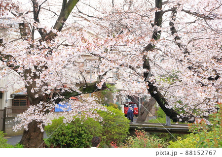 二ヶ領用水宿河原堤桜並木 二ヶ領用水宿河原堤桜並木 88152767