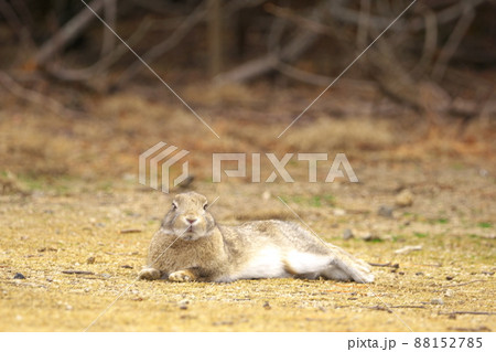 【年賀素材】大久野島のウサギ　土の上で寝そべる灰色　広島県竹原市 88152785