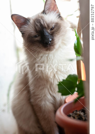portrait of a grey cat with stripes laying on a ground, close-up, selective focus. High quality portrait of a grey cat with stripes laying on a ground, close-up, selective focus. High quality 88152797