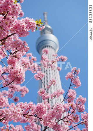 青空のスカイツリーと河津桜 88153351