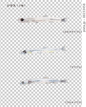 Hand-painted watercolor painting of 3 kinds of Shirasu Hand-painted watercolor painting of 3 kinds of Shirasu 88153458