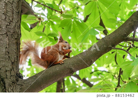 Red-haired furry squirrel sitting on a tree and eating food Red-haired furry squirrel sitting on a tree and eating food 88153462