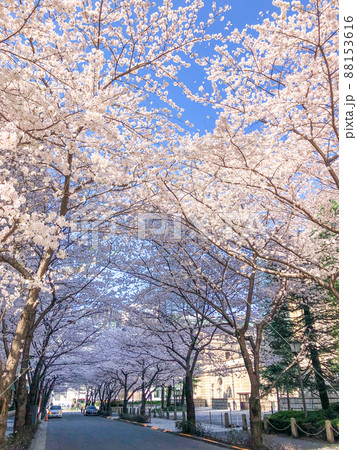 東京日本橋・江戸桜通リの桜並木 東京日本橋・江戸桜通リの桜並木 88153616