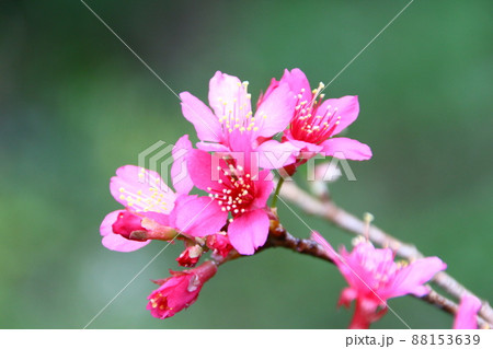 桜 さくら サクラ 88153639
