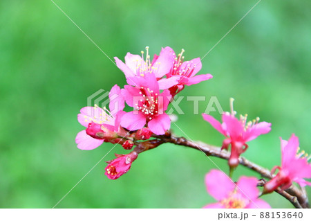 桜 さくら サクラ 88153640