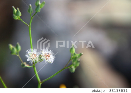 植物 工場 プランツ 88153651