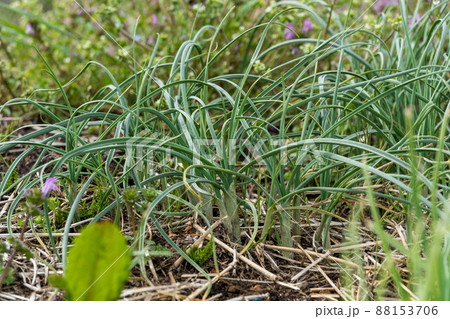 春の野草 のびる 春の野草 のびる 88153706
