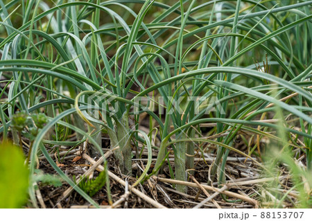 春の野草　のびる 88153707
