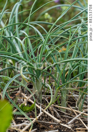春の野草　のびる 88153708