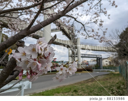 千葉都市モノレール2号線動物公園駅付近のろっぽうみずのみちに咲くソメイヨシノ桜とモノレール 千葉都市モノレール2号線動物公園駅付近のろっぽうみずのみちに咲くソメイヨシノ桜とモノレール 88153986
