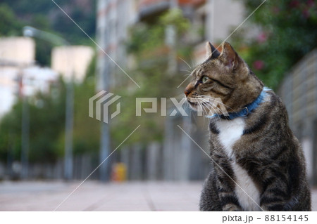 猫 ねこ ネコ 88154145
