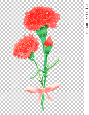 Carnation tied like a gift with a ribbon Carnation tied like a gift with a ribbon 88154198