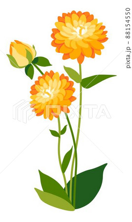 Dahlia flower in blossom, blooming spring flora 88154550