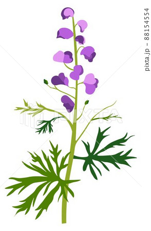 Aconite Flower In Blossom Wildflower Or Grassのイラスト素材