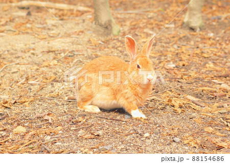 【年賀素材】大久野島のウサギ　枯れ葉の上のベージュ3　広島県竹原市 88154686