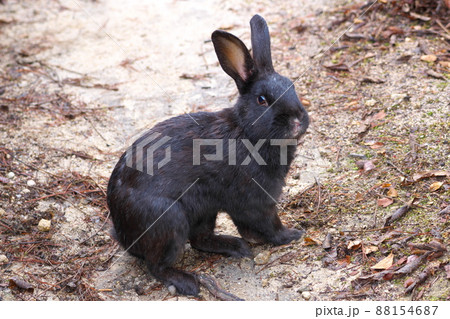 【年賀素材】大久野島のウサギ 遊歩道で振り返る黒 広島県竹原市 【年賀素材】大久野島のウサギ 遊歩道で振り返る黒 広島県竹原市 88154687