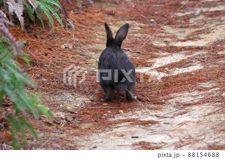 【年賀素材】大久野島のウサギ　遊歩道を走る黒1　広島県竹原市 88154688