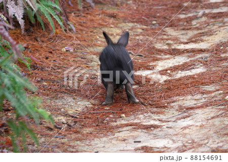 【年賀素材】大久野島のウサギ 遊歩道を走る黒2 広島県竹原市 【年賀素材】大久野島のウサギ 遊歩道を走る黒2 広島県竹原市 88154691