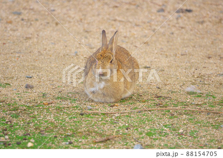 【年賀素材】大久野島のウサギ　広場で丸まる薄茶色　広島県竹原市 88154705
