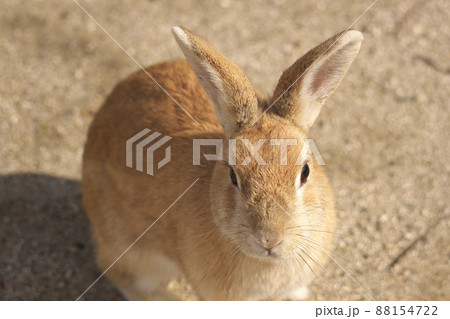 【年賀素材】大久野島のウサギ　見つめるベージュ　広島県竹原市 88154722