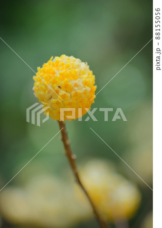 丸く綺麗に咲くミツマタの花 丸く綺麗に咲くミツマタの花 88155056