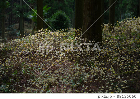 杉の木を囲んで輝くミツマタの花 88155060
