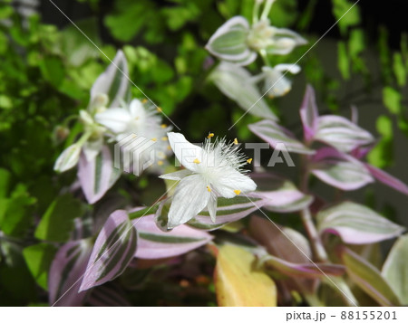ツユクサ科「トラデスカンチア」の花 ツユクサ科「トラデスカンチア」の花 88155201