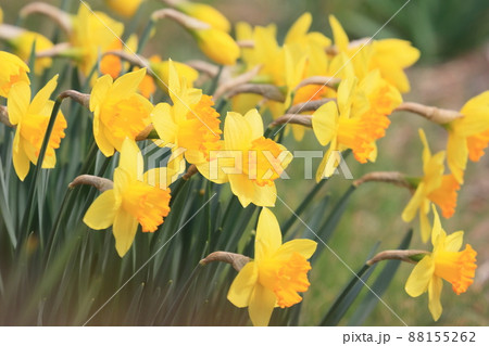 黄色の水仙 ラッパスイセン 水仙の花 黄色の水仙 ラッパスイセン 水仙の花 88155262