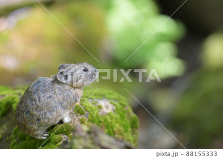 緑の中のナキウサギ 88155333