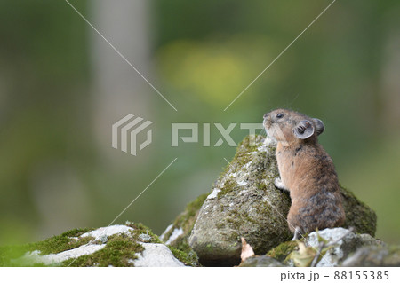 緑の中のナキウサギ 緑の中のナキウサギ 88155385