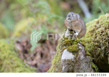 緑の中のナキウサギ 88155399