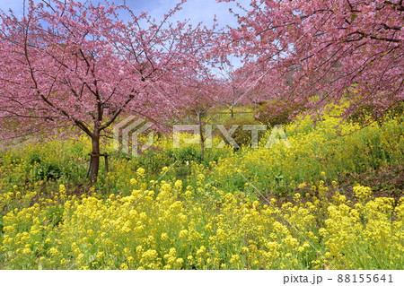 神奈川県足柄上郡松田町松田惣領　内藤園あぐりパーク嵯峨山苑の早咲き河津桜と菜の花畑 88155641