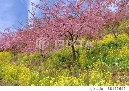 神奈川県足柄上郡松田町松田惣領　内藤園あぐりパーク嵯峨山苑の早咲き河津桜と菜の花畑 88155642