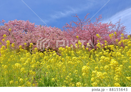 神奈川県足柄上郡松田町松田惣領　内藤園あぐりパーク嵯峨山苑の早咲き河津桜と菜の花畑 88155643