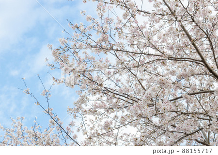 鹿児島県霧島市の城山公園の桜 鹿児島県霧島市の城山公園の桜 88155717