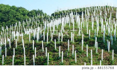 植林などで鹿や野生動物の食害から苗を守るプロテクター（群馬県東吾妻町） 88155768