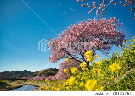 みなみの桜と菜の花と青空 みなみの桜と菜の花と青空 88155769