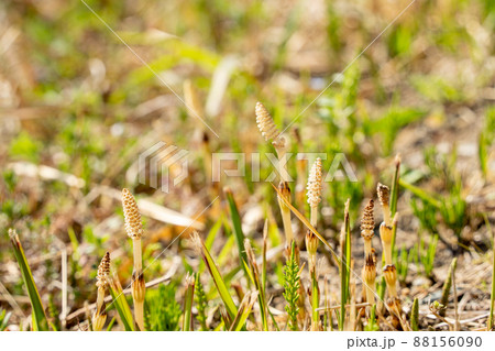 つくし つくし 88156090