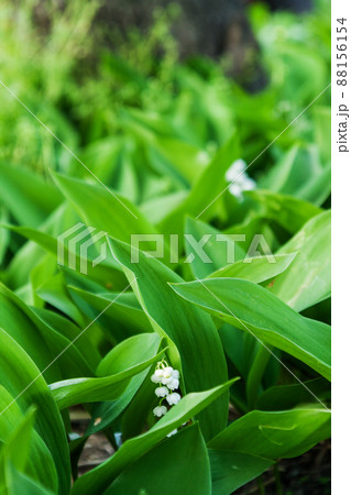Field with lily of the valley, close-up Field with lily of the valley, close-up 88156154