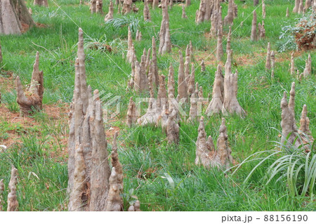 気根 気根 88156190