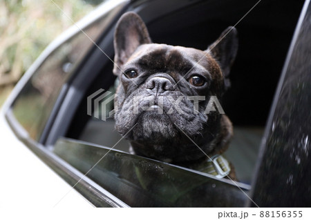 車で一緒にドライブ。家族とお出かけするフレンチブルドッグ 88156355