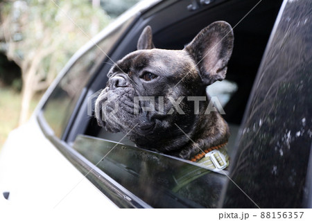 車で一緒にドライブ。家族とお出かけするフレンチブルドッグ 88156357