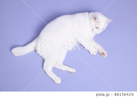 Cute Young Cat Cute Young Cat 88156429