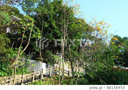 景色 風景 木 88156453