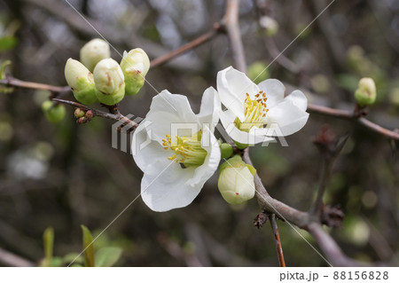 close-up Cerasus subhirtella, also called Jugatsu-zakura belongs to the family Rosaceae White cherry blossoms close-up Cerasus subhirtella, also called Jugatsu-zakura belongs to the family Rosaceae White cherry blossoms 88156828