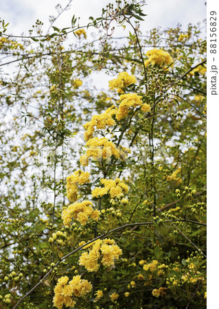 close-up buds Lady Banks rose, just Banks rose or Rosa banksiae, small light yellow inflorescences of roses and buds, spring close-up buds Lady Banks rose, just Banks rose or Rosa banksiae, small light yellow inflorescences of roses and buds, spring 88156829