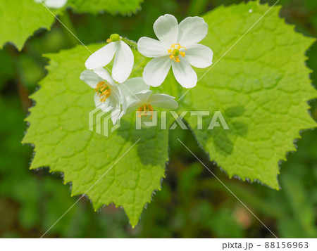 尾瀬国立公園・尾瀬ヶ原に咲くサンカヨウ 88156963