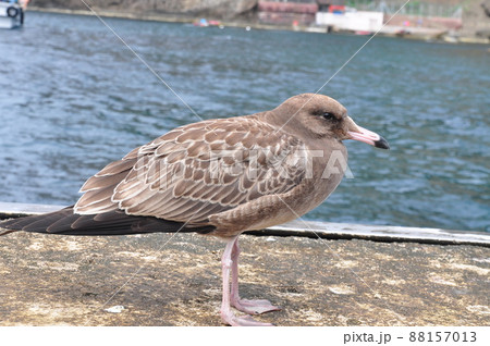 野鳥 カモメ 鳥 88157013